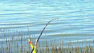 Рыбалка в мае на озере. ДИКИЕ ПОКЛЕВКИ РЫБЫ КРУПНЫМ ПЛАНОМ. Карась на Фидер 2024