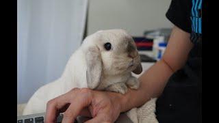 Fluffy bunny wake up call 