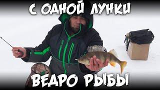 С одной лунки ведро рыбы / 4К