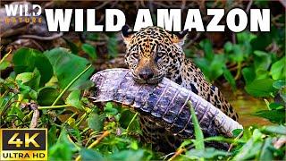 WILD AMAZON | Secrets of the Apex Predators | 4K Animal Documentary