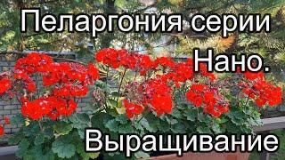 Выращивание пеларгонии НАНО