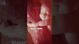 MAGICAL: What babies do in the WOMB  #pregnancy #shorts