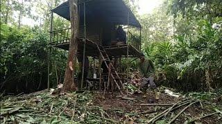 tinggal 3 hari di hutan kami membangun pondok panggun yang aman dari binatang buas#survival