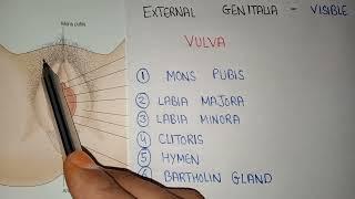 Female Reproductive system | female external Genitalia | vulva structure