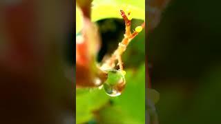 Aqua Microcosm:  Water Droplet on a Vine - Laowa 24mm f/14 Macro Lens Exploration