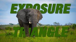 What IS The EXPOSURE TRIANGLE In Photography | Best Camera Settings For Wildlife Photographers