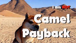 I am NOT Camel Payback.