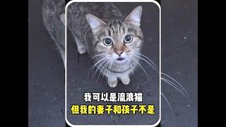 我可以是流浪猫，但我的妻子和孩子不是 #宠物故事 #动物故事 #暖心故事