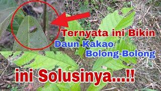 Ternyata Ini Bikin Daun Kakao Bolong-Bolong..?? Ini Solusinya..!! #petanikakao #coklat #cacao