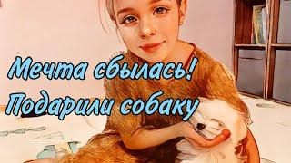 Подарили собаку!!! Мечта сбылась!!! Новый член семьи.