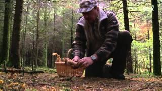 Ab in den Wald: Hier finden Sie die besten Pilze!