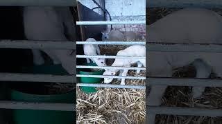 CUTE LAMBS EATING HAY  #shorts #lambs #cutelambs #belgium #childrensfarm