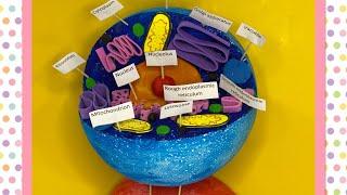 How to make animal cell model | science project | @2minutesscience548