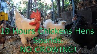 Backyard Chickens 10 Hours Continuous Chickens Hens Sounds Noises NO CROWING!