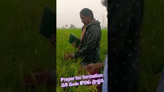 #వరి పంట దిగుబడి కొరకు ప్రార్థన. prayer in #ricefield #formation