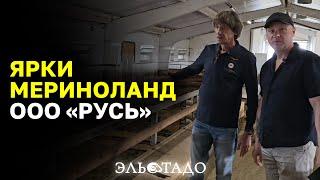 Ярки Мериноланд - универсальная порода овец! Родильное отделение для овец! ООО "РУСЬ". Овцы и Ягнята