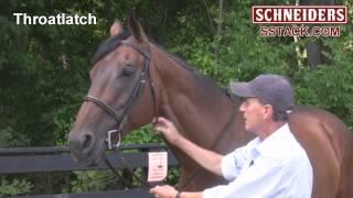 How to Fit your English Bridle with Schneider's