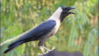 crow bird crowing sound |  crow ki awaz naturally