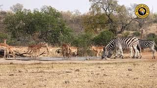 Beautiful Gathering Of Animals