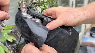 Air Layering a Prunus Spinosa (blackthorn) to create a shohin bonsai, amazing tips and advice