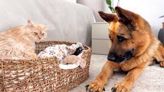 German Shepherd Helps Daddy Cat Babysit Tiny Kittens