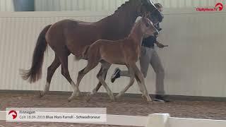 Colt e Blue Hors Farrell-Gribaldi-Schwadronerur  for sale