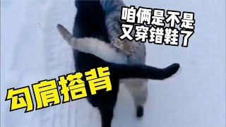 猫后生配音秀：勾肩搭背的两只喵，这是要干啥去？