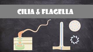 Cilia and Flagella Structure & Function | Cell Biology