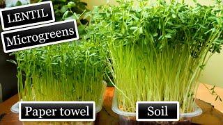 Grow Microgreens Paper Towel vs Soil Comparison