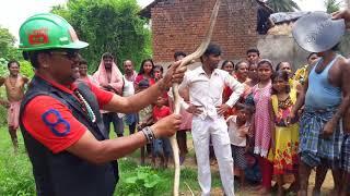 Waw ! A Big Cobra snake Rescued by mobarak snake saver  snake rescue team Panchet dam(N G O)