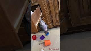 Einstein performs drawer gymnastics #africangreyparrot #takingparrot #shorts