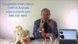 Information on Congestive Heart Failure in Animals