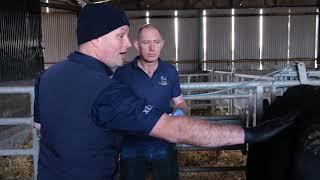 One Health (Part 5) - Antimicrobial Resistance (AMR): Correct handling of antibiotics on the farm