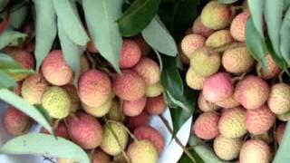 Fruits Of Bangladesh- Lychee/ Litchi /lichi/ leechee/ leechi (Lichu) 1