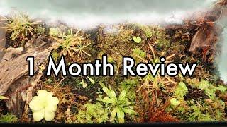 1 Month Review & Carnivorous Bog Terrarium Update | Mother Grow Light PlantSpectrum 32