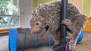 Home Safari - Brazilian Porcupine Rico - Cincinnati Zoo