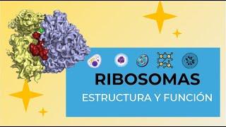 Los Ribosomas