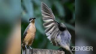 Randy Bird Performs Elaborate Mating Dance For Unimpressed Female That Promptly Flies Away