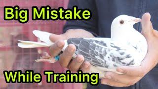 How to Train Racing Pigeons | Racer Pigeon Training in Pakistan