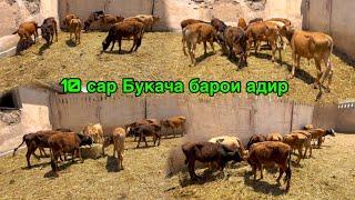 Боз букачахои фуруши 10, сар якчоя  савдо шуданд,  28 мая 2024 г.