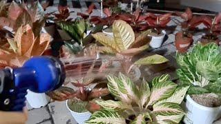 Penyiraman Aglaonema Agar Sehat Dan Subur