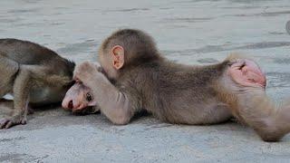 Nahu monkey is very scared when he is constantly attacked by Leo monkey