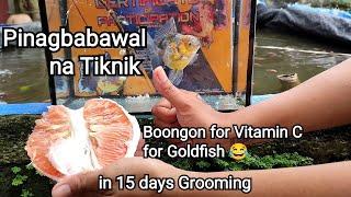 In 15 days of Goldfish Grooming Challenge Kirin Calico Goldfish