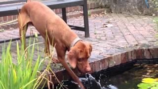 Vizsla Swimming Lessons