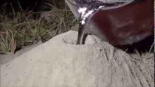 VIDEO  Pogledajte šta se dobije kada se u mravinjak izlije topljeni aluminijum!