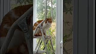 cat dropping pencil from ladder and then fleeing #memes #kaiserkase #cat #catvideos #catmemes