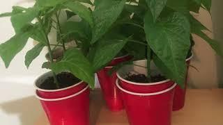 JAMAICAN SCOTCH BONNET PLANTS UPDATE 2025