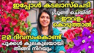 ഇപ്പോൾ കടലാസുചെടി പ്രൂൺ ചെയ്തിട്ട് ഈ വളം കൊടുത്താൽ 20 ദിവസം കൊണ്ട് പൂക്കൾ കുലകുലയായി തിങ്ങി നിറയും