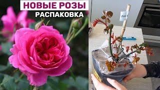 ⭐ ПРИШЛИ НОВЫЕ РОЗЫ I Pink Cloud, Mein Schöner Garten I ПОСАДКА НА КЛУМБАХ I ошибка в планировании