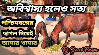 Goat farming / Goat farm/goat farm/ Goat farming in west bengal/Nadia